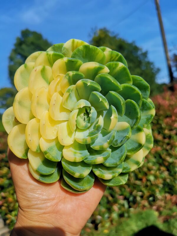 Echeveria Elegans variegata XXL