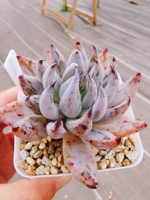 Echeveria Unguiculata – Image 2