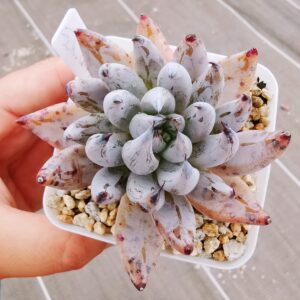 Echeveria Unguiculata
