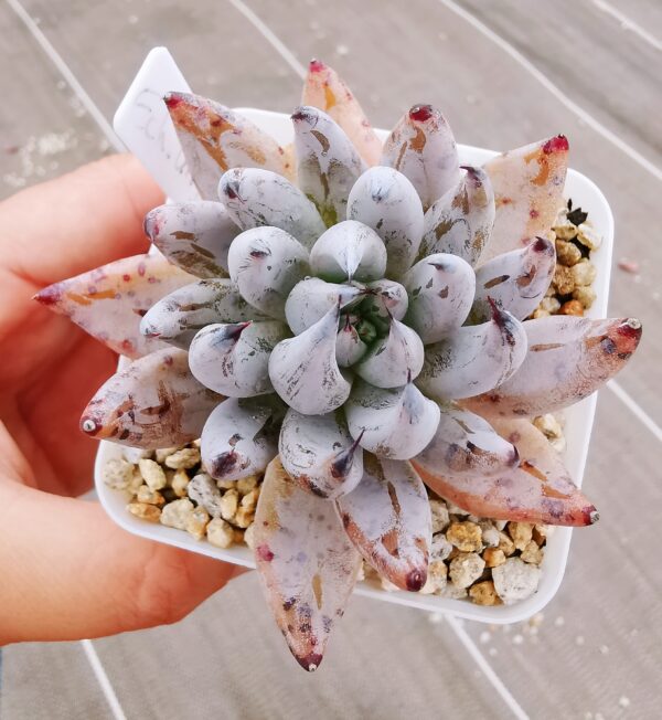 Echeveria Unguiculata