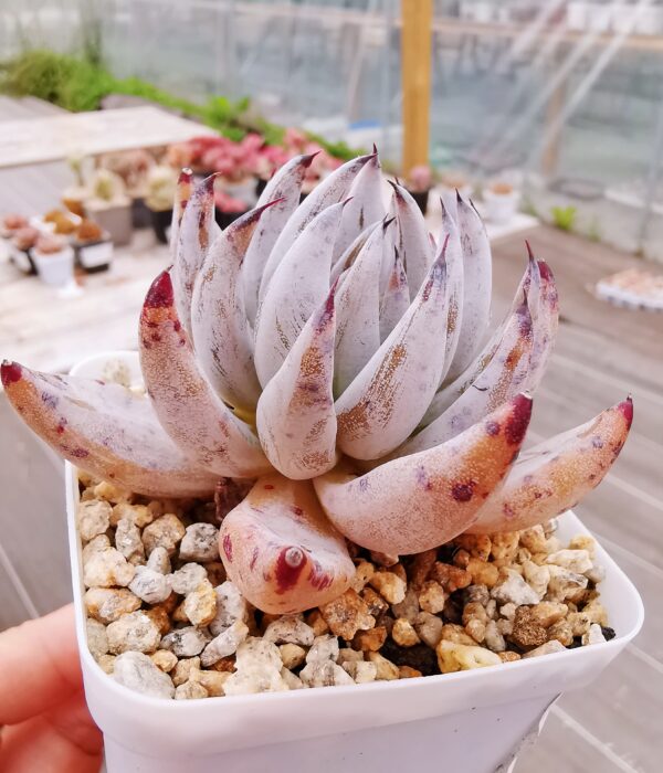 Echeveria Unguiculata – Image 3