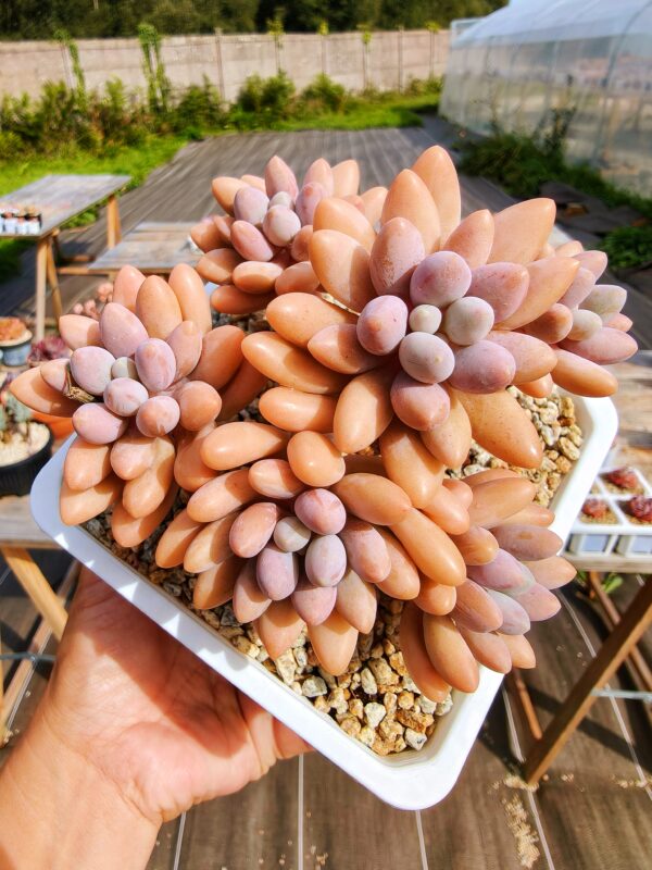 Pachyphytum Pink Lover cluster vieux tronc – Image 2