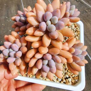 Pachyphytum Pink Lover cluster vieux tronc