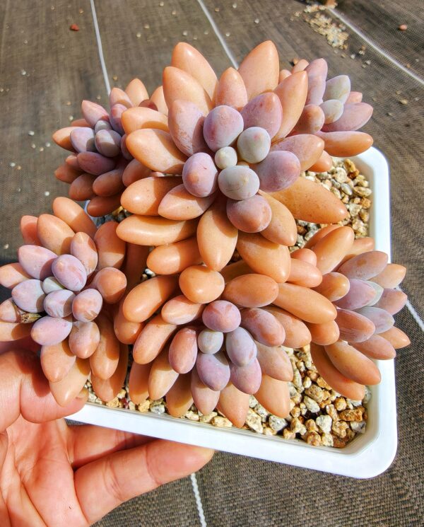 Pachyphytum Pink Lover cluster vieux tronc