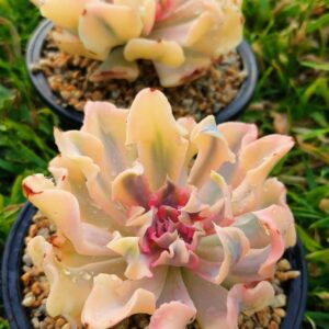 Echeveria Safran / Liberia variegata