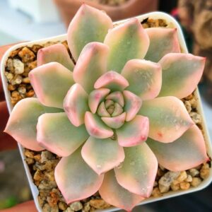 Echeveria Pretty in Pink variegata