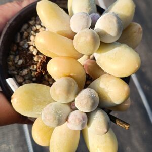 Pachyphytum Mike double têtes