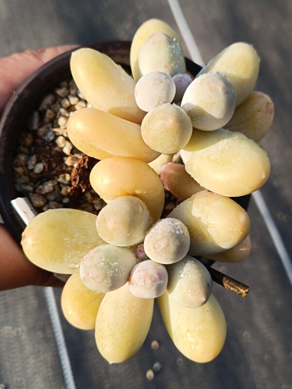 Pachyphytum Mike double têtes