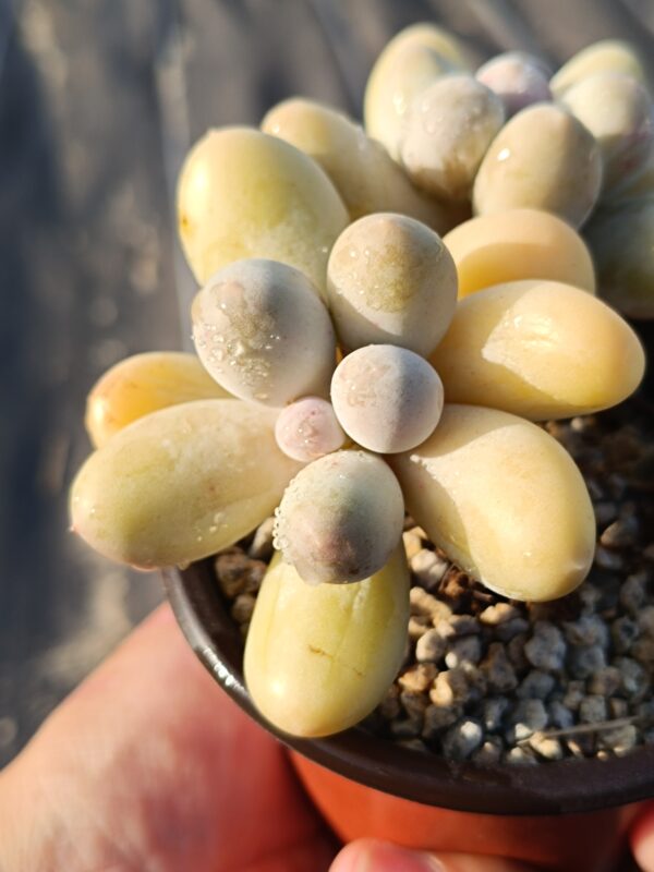 Pachyphytum Mike double têtes – Image 2