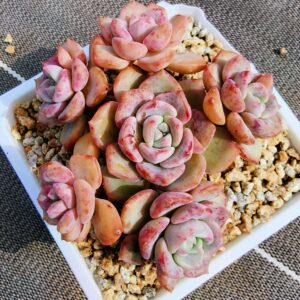 Echeveria Snow Mountain cluster