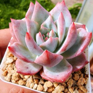 Echeveria Bluebird