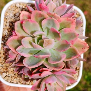 Echeveria Pink Bella variegata cluster