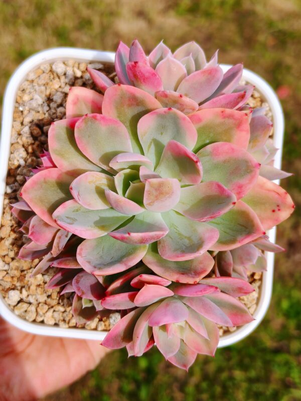 Echeveria Pink Bella variegata cluster