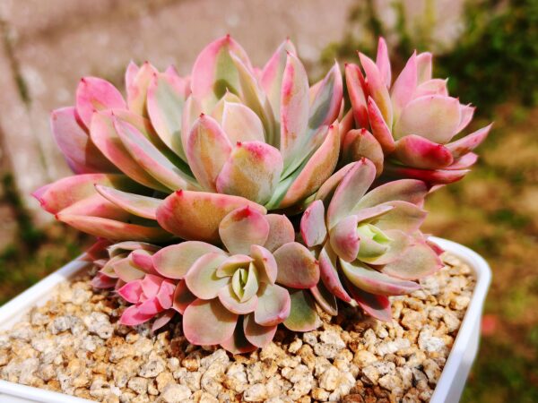 Echeveria Pink Bella variegata cluster – Image 2