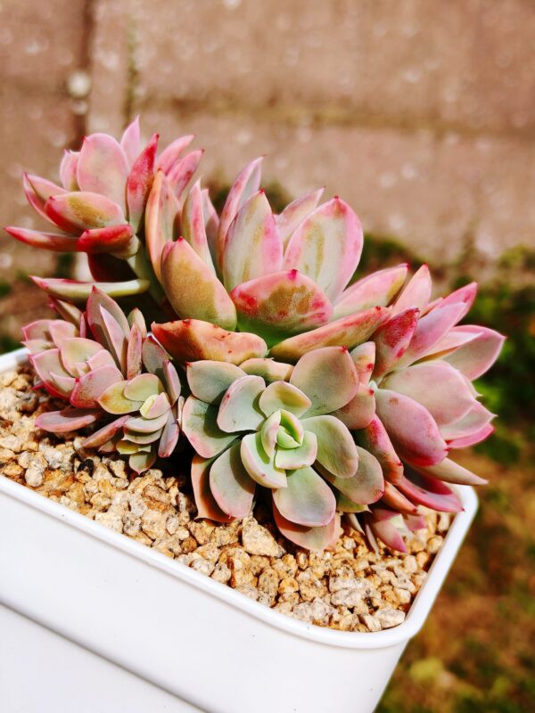 Echeveria Pink Bella variegata cluster – Image 3