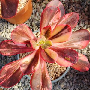 Echeveria Primadonna variegata XL