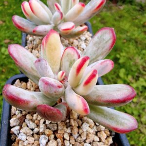 Cotyledon Orbiculata CV Long Leaf variegat S