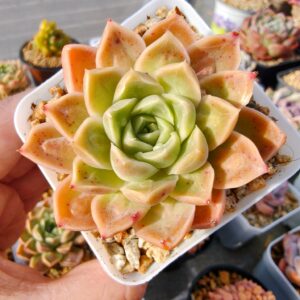 Echeveria Doctor Strange