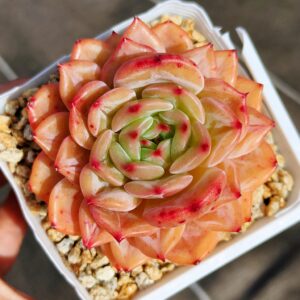 Echeveria Encore Special (Dark Line + Candy Heart)