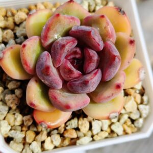 Echeveria Xiuzhen