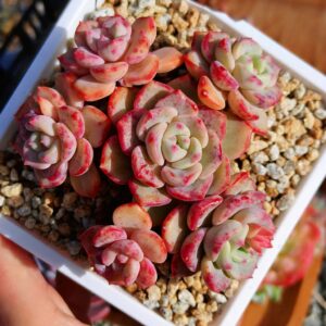 Echeveria Snow Mountain cluster