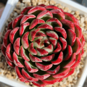 Echeveria Purple Flame