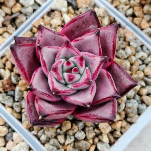 Echeveria agavoide Bloody Romeo S