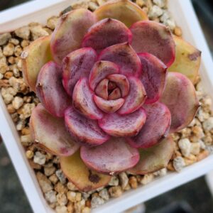 Echeveria Miranda Jenny