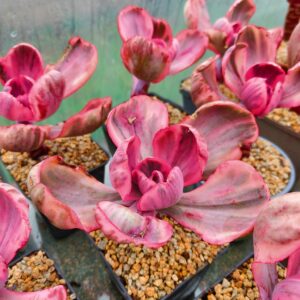 Echeveria Pink Angel variegata / Blue Rose variegata L