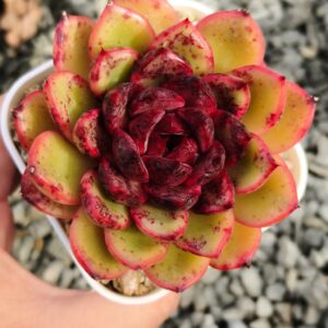 Echeveria Crystal Pomegranate