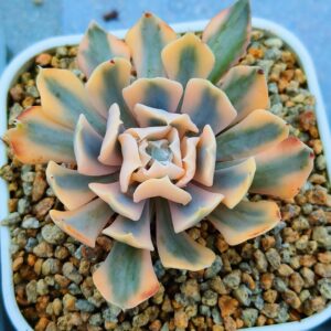 Echeveria Safran variegata