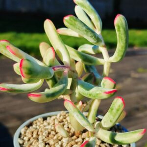 Cotyledon Orbiculata CV Long Leaf variegata cluster