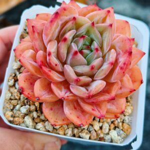 Echeveria Encore Special (Dark Line + Candy Heart)