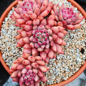 Pachyphytum Yanzi cluster