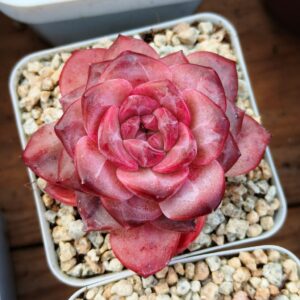 Echeveria Snow Hibiscus