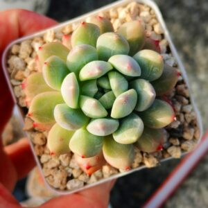 xPachyveria Patek