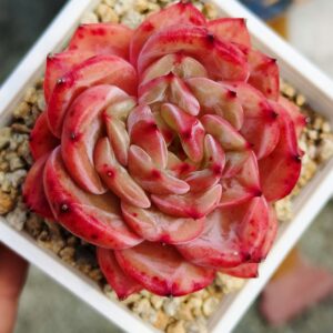 Echeveria Encore Special (Dark Line + Candy Heart)