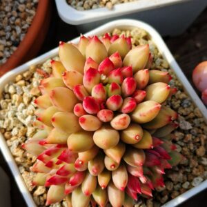 Pachyphytum Yanzi cluster