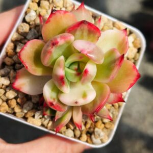 Echeveria Flamenco variegata cluster S