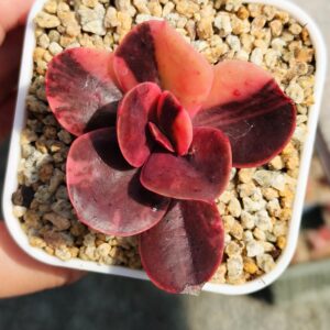 Echeveria Primadonna variegata