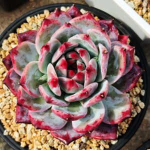 Echeveria Emerald Colorota XL