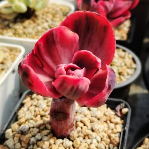 Echeveria Pink Angel variegata