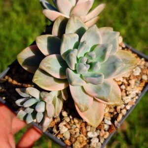 Graptoveria Victor Kane variegata