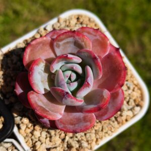 Echeveria Tiffany Blue