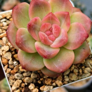 Echeveria Hibiscus