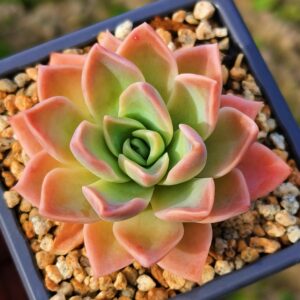Graptoveria Harry Watson