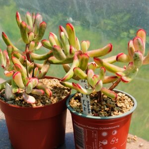 Cotyledon Orbiculata CV Long Leaf variegata cluster