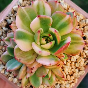 Echeveria Flamenco variegata cluster
