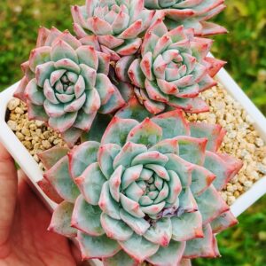 Echeveria Bluebird cluster 5 têtes
