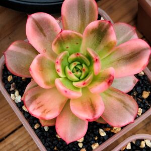 Echeveria Flamenco variegata